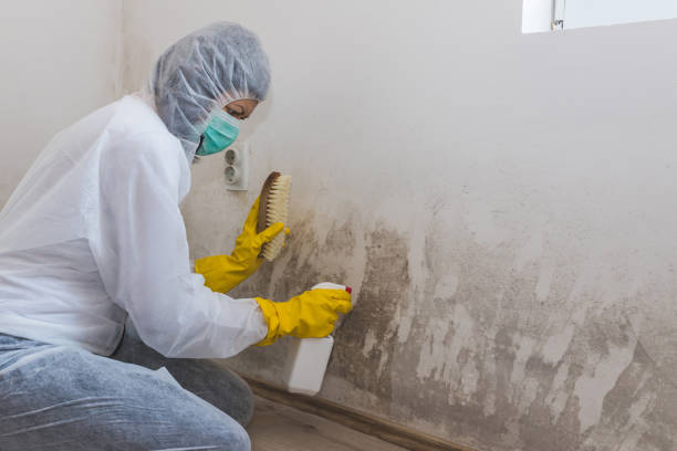 Best Bathroom Mold Remediation in Eastover, NC