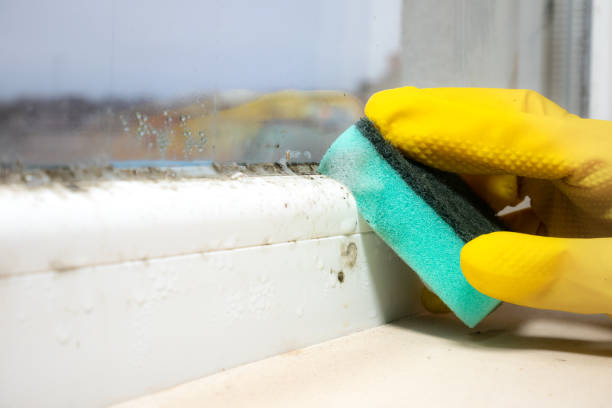 Best Commercial Mold Remediation in Eastover, NC