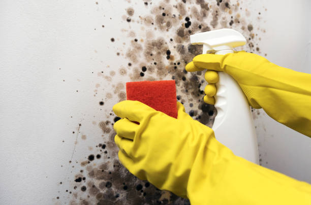 Best Commercial Mold Remediation in Eastover, NC