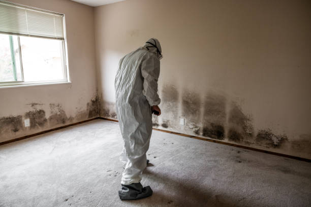 Best Residential Mold Remediation in Eastover, NC