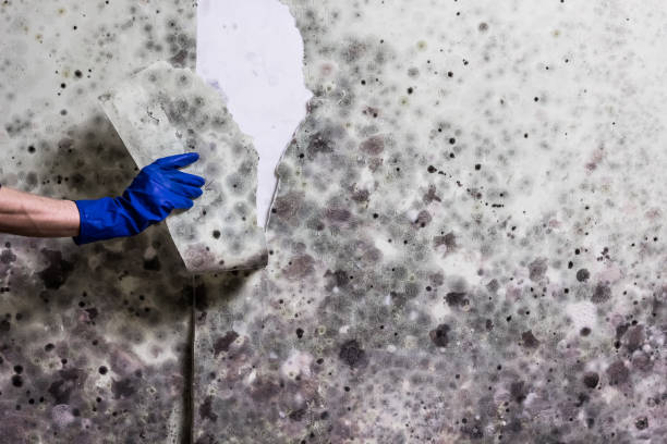 Best Post-Flood Mold Remediation in Eastover, NC